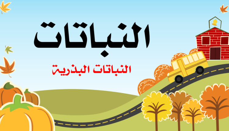 النباتات البذرية