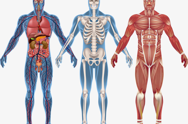 جهاز التكاثر في الانسان