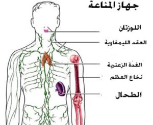 جهاز المناعه