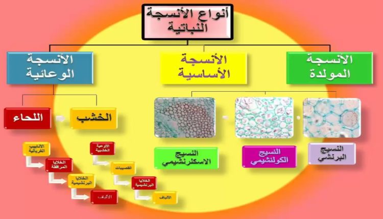 خلاليا النبات وانسجته